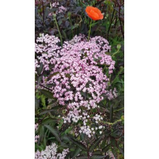 Sambucus nigra BLACK LACE Â® 'Eva' / Sureau pourpre