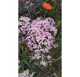 Sambucus nigra BLACK LACE Â® 'Eva' / Sureau pourpre