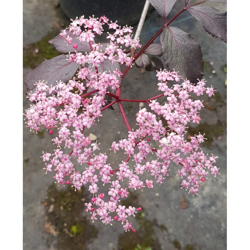 Sambucus nigra BLACK BEAUTY Â® 'Gerda' / Sureau pourpre