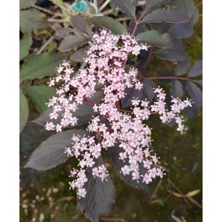 Sambucus nigra BLACK TOWER Â® 'EIFFEL 1' / Sureau colonnaire