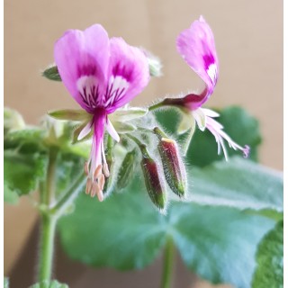 Pelargonium papilionaceum / GÃ©ranium au parfum de citron