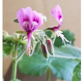 Pelargonium papilionaceum / GÃ©ranium au parfum de citron