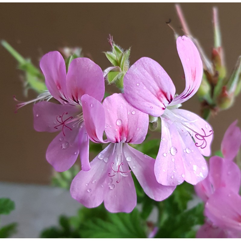 Pelargonium unique 'Sweet Mimosa' / GÃ©ranium au parfum de Carotte