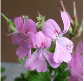 Pelargonium unique 'Sweet Mimosa' / GÃ©ranium au parfum de Carotte