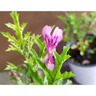 Pelargonium pseudoglutinosum / GÃ©ranium au parfum balsamique