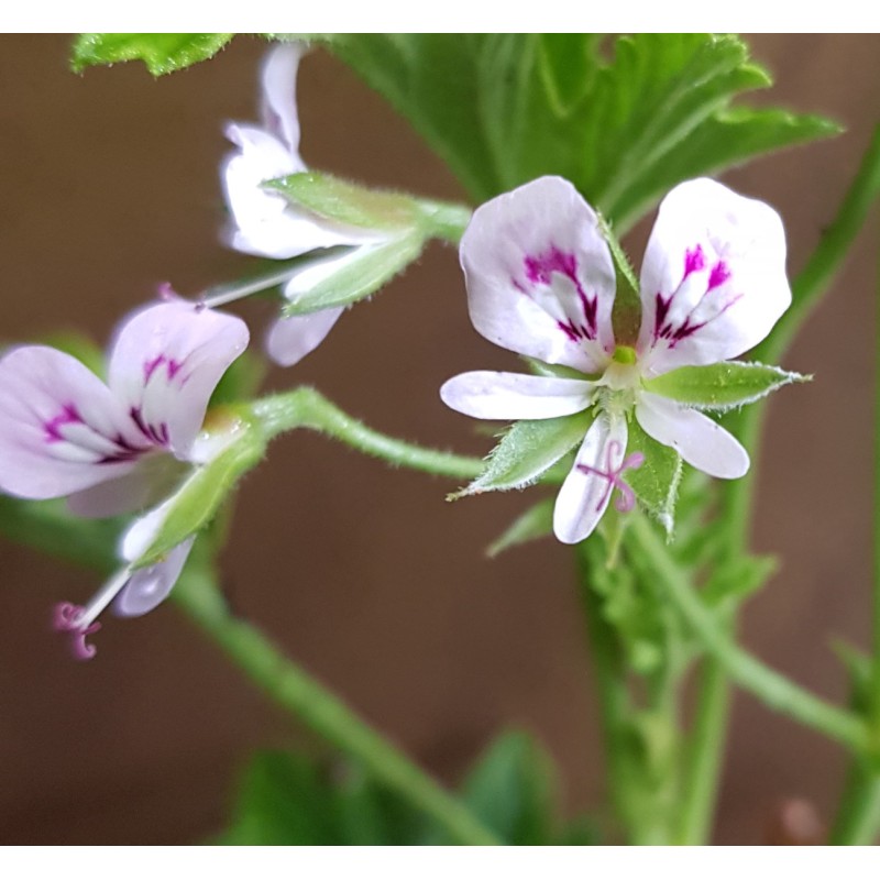 Pelargonium scabrum / GÃ©ranium au parfum de citron