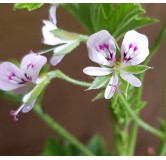 Pelargonium scabrum / GÃ©ranium au parfum de citron