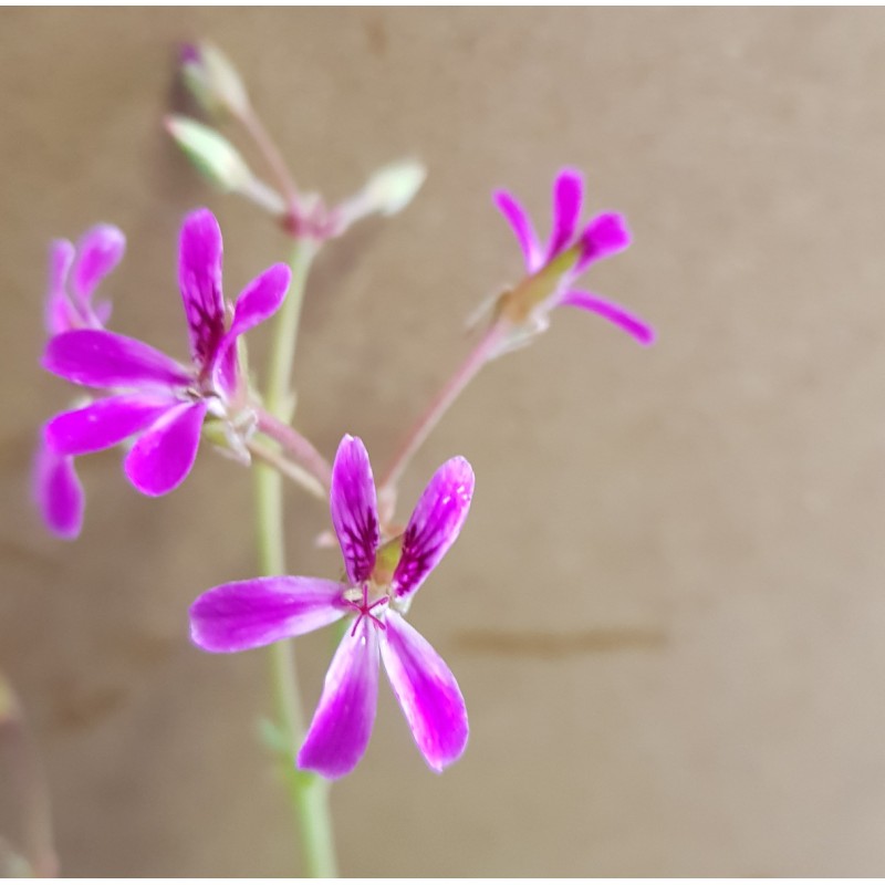 Pelargonium 'Deerwood Lavender' / GÃ©ranium au parfum de Lavande