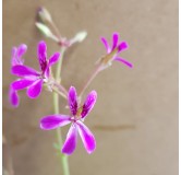 Pelargonium 'Deerwood Lavender' / GÃ©ranium au parfum de Lavande