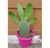 Opuntia lasiacantha 'Blanca Cristalina' / Nopal de Cerro