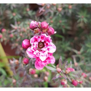 Leptospermum scoparium 'Rouge' / Lâ€™Arbre Ã  thÃ©