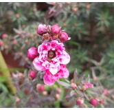 Leptospermum scoparium 'Rouge' / Lâ€™Arbre Ã  thÃ©