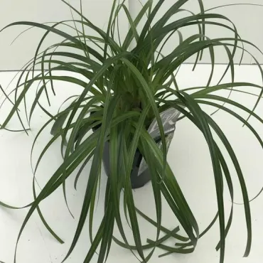 Carex Ribbon Falls - pot 2 ltr