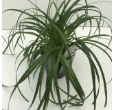 Carex Ribbon Falls - pot 2 ltr