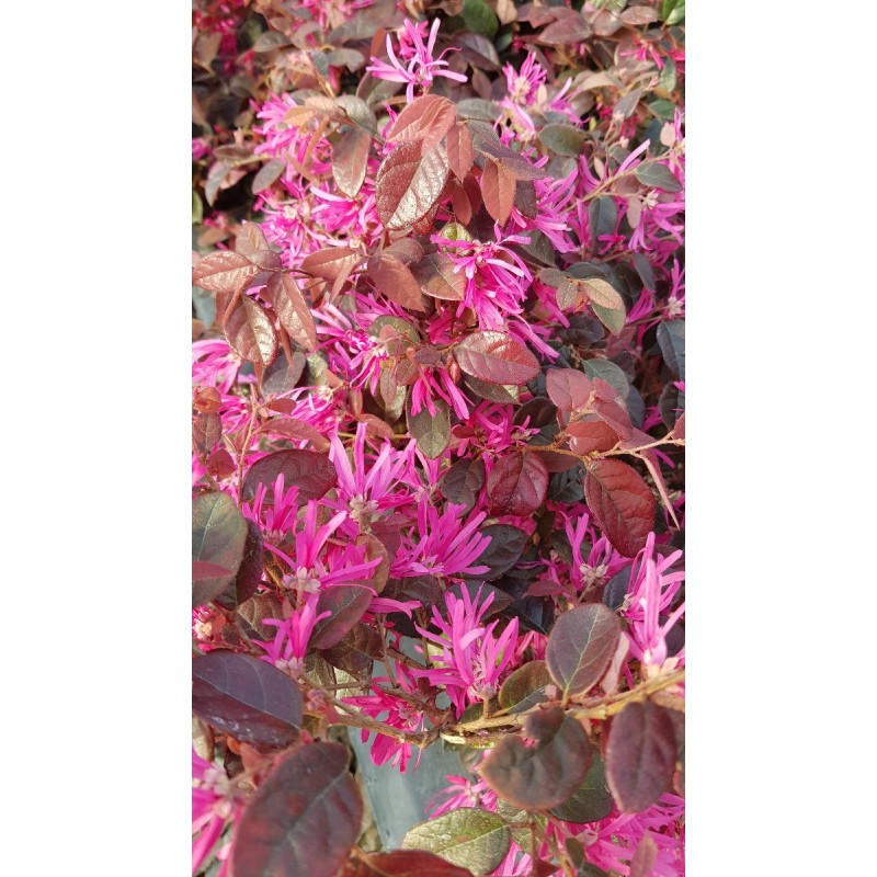 Loropetalum chinensis 'Fire dance' / Conteneur de 3 à 4 litres