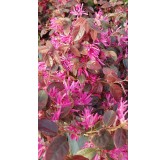 Loropetalum chinensis 'Fire dance' / Conteneur de 3 à 4 litres