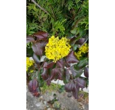 Mahonia aquifolium / Mahonia faux-houx / Conteneur de 3 à 4 litres