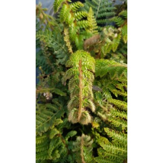 Polystichum polyblepharum / Aspidie du Japon / Conteneur de 3 à 4 litres