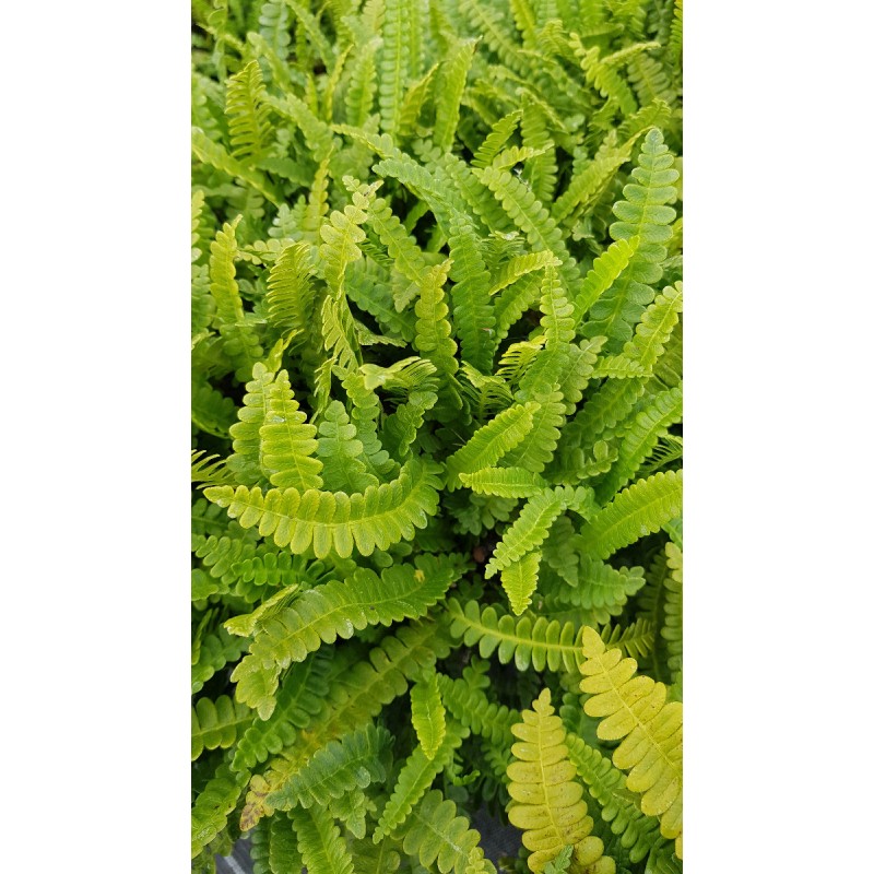 Blechnum penna-marina / Fougère du Chili / Conteneur de 3 à 4 litres,