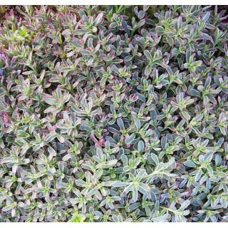 Sedum spurium 'Tricolor' / Orpin bâtard panaché / Conteneur de 2 à 2.9 litres / Succulente
