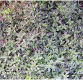 Sedum spurium 'Tricolor' / Orpin bâtard panaché / Conteneur de 2 à 2.9 litres / Succulente