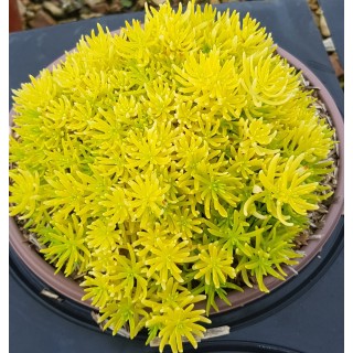 Sedum reflexum (rupestre) 'Yellow Bouquet' / Orpin des rochers jaune / Conteneur de 2 à 2.9 litres / Succulente