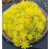 Sedum reflexum (rupestre) 'Yellow Bouquet' / Orpin des rochers jaune / Conteneur de 2 à 2.9 litres / Succulente