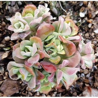 Sedum spathulifolium 'Purpureum' / Orpin de printemps pourpre / Conteneur de 2 à 2.9 litres / Succulente