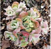 Sedum spathulifolium 'Purpureum' / Orpin de printemps pourpre / Conteneur de 2 à 2.9 litres / Succulente