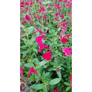 Salvia greggi MIRAGE 'Cherry Red'® / Sauge arbustive rouge / Conteneur de 3 à 4 litres / Vivace