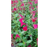 Salvia greggi MIRAGE 'Cherry Red'® / Sauge arbustive rouge / Conteneur de 3 à 4 litres / Vivace