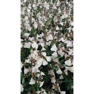Salvia greggi MIRAGE 'Cream'® / Sauge arbustive jaune crème / Conteneur de 3 à 4 litres / Vivace