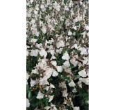 Salvia greggi MIRAGE 'Cream'® / Sauge arbustive jaune crème / Conteneur de 3 à 4 litres / Vivace
