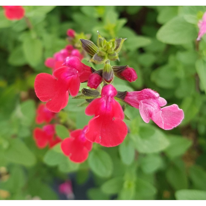 Salvia microphylla 'Grahamii Red' / Sauge de Graham / Conteneur de 3 à 4 litres / Vivace