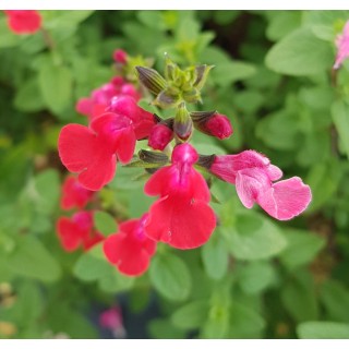 Salvia microphylla 'Grahamii Red' / Sauge de Graham / Conteneur de 3 à 4 litres / Vivace