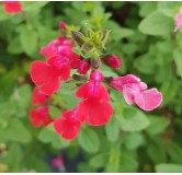 Salvia microphylla 'Grahamii Red' / Sauge de Graham / Conteneur de 3 à 4 litres / Vivace