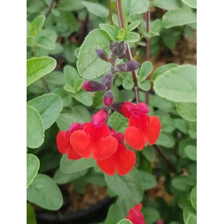 Salvia microphylla 'Royal Bumble' / Sauge à petites feuilles / Conteneur de 3 à 4 litres / Vivace