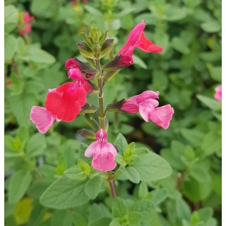 Salvia microphylla 'Grahamii' / Sauge de Graham / Conteneur de 7 à 10 litres / Vivace