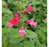 Salvia microphylla 'Grahamii' / Sauge de Graham / Conteneur de 7 à 10 litres / Vivace