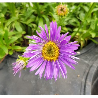 Aster alpinus 'Violet' / Aster Des Alpes / Conteneur de 3 à 4 litres / Vivace