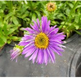 Aster alpinus 'Violet' / Aster Des Alpes / Conteneur de 3 à 4 litres / Vivace