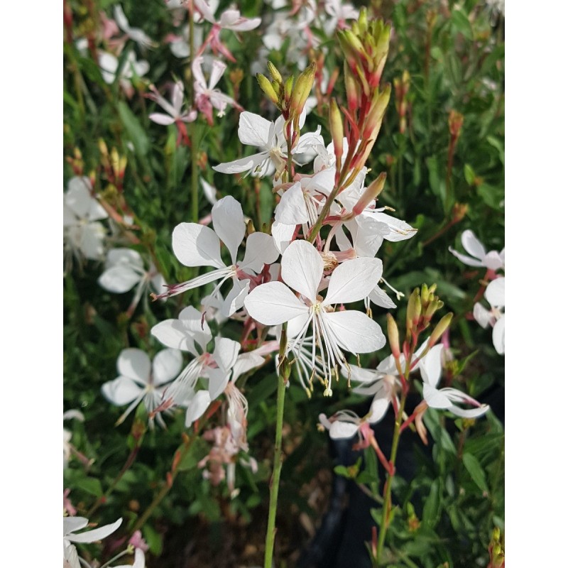 Gaura lindheimeri SEL® BELLEZA WHITE / Gaura compacte blanche / Conteneur de 3 à 4 litres / Vivace