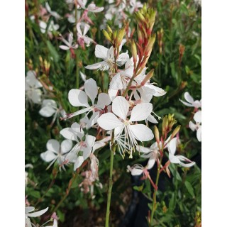 Gaura lindheimeri SEL® BELLEZA WHITE / Gaura compacte blanche / Conteneur de 3 à 4 litres / Vivace