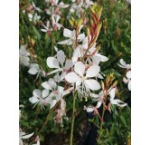 Gaura lindheimeri SEL® BELLEZA WHITE / Gaura compacte blanche / Conteneur de 3 à 4 litres / Vivace