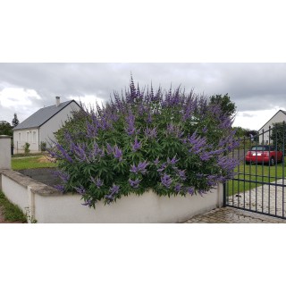 Vitex agnus-castus 'Latifolia' / Arbre au poivre / Conteneur de 7 à 10 litres