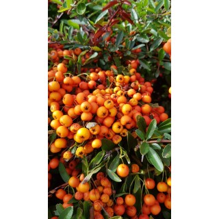Pyracantha x 'Orange glow' / Buisson ardent orange / Conteneur de 3 à 4 litres