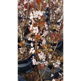 Prunus x cistena / Prunier des sables / Conteneur de 7 à 10 litres 