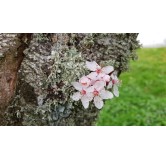 Prunus cerasifera 'PIssardii Nigra' / Prunier pourpre / Conteneur de 7 à 10 litres / Touffe