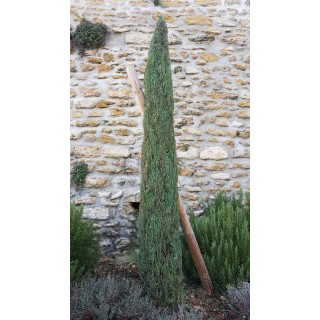 Cupressus sempervirens 'Stricta' / Cyprès d'Italie / Conteneur de 3 à 4 litres