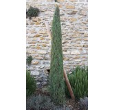 Cupressus sempervirens 'Stricta' / Cyprès d'Italie / Conteneur de 3 à 4 litres